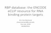 RBP database: the ENCODE eCLIP resource for RNA … · eCLIP resource for RNA binding protein targets ... Adapter trimmed ... element removal STAR map to modiﬁed repBase Repeat