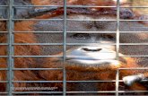 30 SWARA APRIL - JUNE 2013 - Nature Alertnaturealert.org/Great Ape Trade SWARA.pdf · 30 SWARA APRIL - JUNE 2013 This orangutan contemplates his bleak future – or maybe is thinking