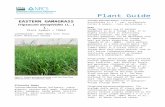 Eastern gamagrass Tripsacum dactyloides Plant … · Web viewEastern gamagrass Tripsacum dactyloides (L.) L. Plant Symbol = TRDA3 Contributed by: USDA NRCS East Texas Plant Materials