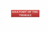 Anatomy of the Thorax - Med Study Group - Blogmsg2018.weebly.com/uploads/1/6/1/0/16101502/mssthoraxlungs.pdfAnatomy of the Thorax . A) THE THORACIC WALL Posteriorly by the thoracic