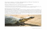 Conservation of the Magdalena River Turtle in the Sinú ... Vol. 8, No. 3 5 Because it is the largest freshwater turtle of northern Colombia, it is an important source of protein for