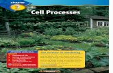 Chapter 3: Cell Processes · cooked, energy in the form of heat can break some of the bonds holding the matter in food together. Atoms Whether it is solid, ... 70 CHAPTER 3 Cell Processes