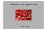Szilvia Benk ő, PhD - University of Debrecen T-buildingphys.dote.hu/files/oktatas/fosz/elettan_i/eloadasanyagok/red_blood... · Enables cells to bend in small capillaries 3. Main