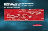 MALOLACTIC FERMENTATION- IMPORTANCE OF · MALOLACTIC FERMENTATION-IMPORTANCE OF WINE ... This animated PDF is a promotional tool presenting ... described effects on red berry fruity
