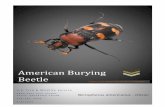 American Burying Beetle - United States Fish and … Burying Beetle (ABB) Nicrophorus americanus 1 Executive Summary The American burying beetle (Nicrophorus americanus, ABB) is the
