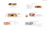 Put A Lid On It “Eyelids” - Memphis 2020 1 Put A Lid On It “Eyelids” Lynn E. Lawrence, CMSgt(ret), USAF, CPOT, ABOC, COA, OSC Objectives • Lid anatomy • Malfunctions of