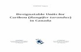 Designatable Units for Caribou (Rangifer tarandus ·  · 2016-09-07Designatable Units for Caribou (Rangifer tarandus) in Canada. ... Designatable Units for Caribou (Rangifer tarandus)