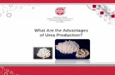 What Are the Advantages of Urea Production? - niik.runiik.ru/upload/en/eng_2.pdf · Urea – high efficiency nitrogen fertilizer with 46, 2% nitrogen content. Urea is being manufactures