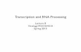 Transcription and RNA Processing - virology blog and RNA Processing Lecture 8 Virology W3310/4310 Spring 2013 Viruses are Informative •Control signals •Nature of a promoter •What
