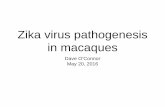 Zika virus pathogenesis in macaques - National Institutes … ·  · 2016-05-202016-05-20 · Zika virus pathogenesis in macaques. Dave O’Connor. May 20, 2016. Key applications