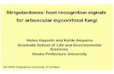 Strigolactones: host recognition signals for arbuscular ... PPT/Hideo... · Strigolactones: host recognition signals for arbuscular mycorrhizal fungi Hideo Hayashiand Kohki Akiyama
