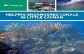 HELPING ENDANGERED CORALS IN LITTLE CAYMANearthwatch.org/briefings/web-earthwatch-helping-endangered-corals... · Welcome to the Helping Endangered Corals in Little Cayman ... importance