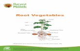Root Vegetables - Harvest Of The Month Homeharvestofthemonth.cdph.ca.gov/Documents/images... · Tubers are a single crop vegetable that can take up to a year to harvest. Root vegetables