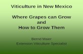 Viticulture in New Mexico Where Grapes can Grow and …aces.nmsu.edu/ces/plant_sciences/documents/where-grapes-grow-and...The deep purple fruits can be found in moist canyons at moderate