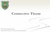 Connective Tissue - Weebly of GAGs 35 GAG Distribution Most connective tissue, cartilage, dermis, synovial fluid. Hyaluronic acid Cartilage, cornea, intervertebral disc. Keratan sulfate