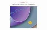 Chapter 10: Gene Expression and Regulation - WOU …guralnl/gural/102Chapter 10 - Central Dogma.pdf · Chapter 10: Gene Expression / Regulation DNA contains information but is unable