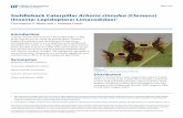 Saddleback Caterpillar Acharia stimulea (Clemens) …edis.ifas.ufl.edu/pdffiles/IN/IN92300.pdf · Saddleback Caterpillar Acharia stimulea (Clemens) (Insecta: Lepidoptera: Limacodidae)
