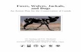 Foxes, Wolves, Jackals, and Dogs - International Union for ... · Foxes, Wolves, Jackals, and Dogs An Action Plan for the Conservation of Canids J.R. Ginsberg and D.W. Macdonald IUCN/SSC
