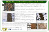Help Track the Emerald Ash Borer! - UNH Extension · Help Track the Emerald Ash Borer! Blonding with pecked holes on ash trees is a sign of EAB infestation. Blonding on an infested
