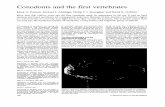 Conodonts and the first vertebrates - UAntwerpenuahost.uantwerpen.be/funmorph/raoul/fylsyst/Purnell1995.pdf · Conodonts and the first vertebrates ... mineralization of skin tissues