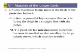 VII. Muscles of the Lower Limb - Tracy Unified School … Physiology...Copyright © 2006 Pearson Education, Inc., publishing as Benjamin Cummings VII. ... Copyright © 2006 Pearson