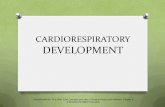 CARDIORESPIRATORY DEVELOPMENT - Yolacgouws.yolasite.com/resources/Development of the Cardiorespiratory... · CARDIORESPIRATORY DEVELOPMENT Fahey/Insel/Roth, Fit & Well: Core Concepts
