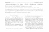 Chromosome reports in some Cirsium (Asteraceae, … Vol. 64, no. 1: 55-66, 2011 *Corresponding author: e-mail: melahat.ozcan@yahoo. com Chromosome reports in some Cirsium (Asteraceae,