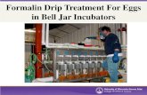 Formalin Drip Treatment For Eggs in Bell Jar Incubators Drip...• This presentation is a formalin treatment example for eggs in bell jar incubation systems. This example should be