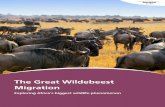The Great Wildebeest Migration - Horizon Guides Great Wildebeest Migration: ... writes guidebooks about Africa and elsewhere for Lonely Planet, ... reminder that Africa is still the