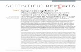 Epigenetic regulation of Plasmodium falciparum … regulation of Plasmodium falciparum clonally ... waves of gene expression 2–4, ... This information can then be used to identify