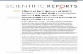 Effects of local delivery of BMP2, zoledronate and their ... · zoledronate and their combination on bone microarchitecture, biomechanics and bone turnover in ... Systemic therapies