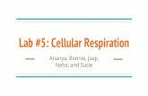 Lab #5: Cellular Respiration - Dublin City Schools Home 5... · Purpose of this Lab The purpose of this lab was to determine the rate of cellular respiration in germinating peas by