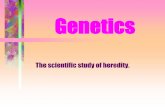 Genetics - Notes #1 - HighMark Charter Schoolblogs.hmcharterschool.org/lmecham/files/2014/03/Genetics-Power...Genetics The scientific study ... dominant allele is expressed in the