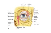 [PPT]PowerPoint Presentation - DeannaRussler - Home · Web viewLacrimal apparatus Consists of lacrimal gland and several ducts Ducts drain lacrimal secretions into nasal cavity Gland