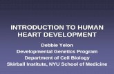 HUMAN HEART DEVELOPMENT - Columbia University · INTRODUCTION TO HUMAN HEART DEVELOPMENT Debbie Yelon Developmental Genetics Program Department of Cell Biology Skirball Institute,