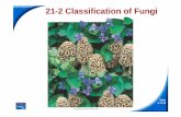21-2 Classification of Fungi · What are the characteristics of the common molds? 21-2 Classification of Fungi ... Dry granules of yeast contain ascospores, ... When the mushroom