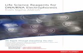 Life Science Reagents for DNA/RNA Electrophoresis · Life Science Reagents for DNA/RNA Electrophoresis ... and restriction digests SYBR® Green II for high sensitive ... Life Science