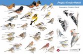 Common Feeder Birdsfeederwatch.org/wp-content/uploads/2014/09/PFW_Mini_Poster.pdf · Project FeederWatch Common Feeder Birds American Goldfinch transitional plumage Downy Woodpecker