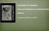 UNIVERSITY OF ARIZONA WILD CAT RESEARCH … II - L.Haynes.pdfuniversity of arizona. wild cat research & conservation. ... bengal tiger: less than 2,000 ... ua wild cat research & conservation