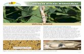 White Mold - The North Central Soybean Research … Disease anagement 3 White Mold nodes and eventually encircle the stem. Over time, infected stems become bleached and stringy. Lesions