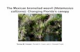The Mexican bromeliad weevil (Metamasius callizona ... Mexican bromeliad weevil (Metamasius callizona): Changing Florida’s canopy Teresa M. Cooper, Ronald D. Cave, and J. Howard
