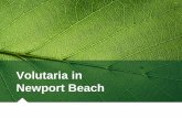 Volutaria Newport Beach - California Invasive Plant Council€¦ · VOLUTARIA IN NEWPORT BEACH ECOLOGICAL IMPACTS Newport Beach vs. to Borrego Springs Impact to native ecology FUTURE