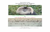 NOTES ON MAMMALS & BIRDS RECORDED IN - … ON MAMMALS & BIRDS RECORDED IN ... Lion-tailed Macaque was the overall star and the observation of ... Robin, Black-and-Orange ...