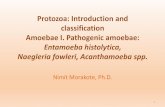 Entamoeba histolytica, Naegleria fowleri, Acanthamoeba spp. · Protozoa: Introduction and classification Amoebae I. Pathogenic amoebae: Entamoeba histolytica, Naegleria fowleri, Acanthamoeba