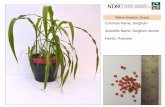 Scientific Name: Sorghum bicolor - NDSU Agriculture … Name: Winter Austrian Pea Scientific Name: Pisum sativum L. ssp. sativum var. arvense Family: Fabaceae Cool-Season Legumes