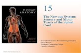 The Nervous System: Tracts of the Spinal Cord 141L/spinal... · Tracts of the Spinal Cord ... •Autonomic nervous system (ANS): ... nerves Lateral corticospinal tract Motor nuclei