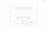 Oxidative Phosphorylation - Indiana University …courses.chem.indiana.edu/c483/documents/Lecturech15.pdfOxidative Phosphorylation Pratt and Cornely, Chapter 15 ... – Oxidative phosphorylation