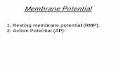 1. Resting membrane potential (RMP): 2. Action …medicineninevah.uomosul.edu.iq/files/pages/page_5479790.pdfResting Membrane Potential (RMP) • It is the potential difference across