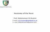 Anatomy of the Nose - كلية الطب€¦ · Anatomy of the Nose E-mail: a.al-nuaimi@sheffield.ac.uk E. mail: abdulameerh@yahoo.com Prof. Abdulameer Al-Nuaimi