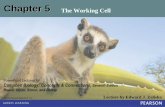 Chapter 5 The Working Cell - North Hunterdon-Voorhees ... · allowing some substances to cross more easily than ... 5.8 Cells expend energy in the active transport of ... –move